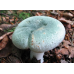 Мицелий Сыроежки зеленоватой (Russula virescens)